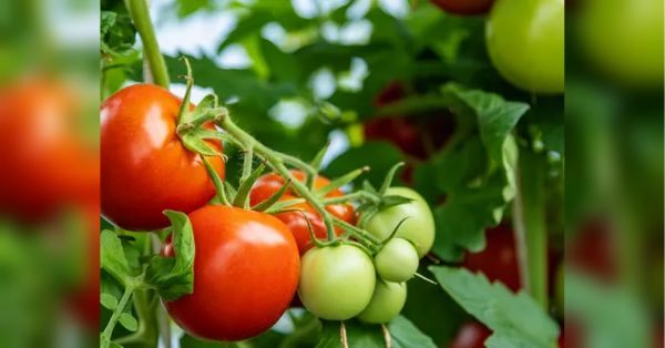 Ukrainians' favorite vegetable has increased in price by 50% in a week: where did this jump come from and what to expect next