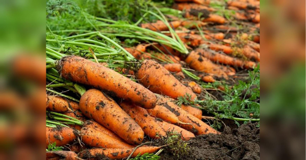 An unpleasant trend has been noticed with the price of one vegetable: which root vegetable may increase in price before the end of this week?