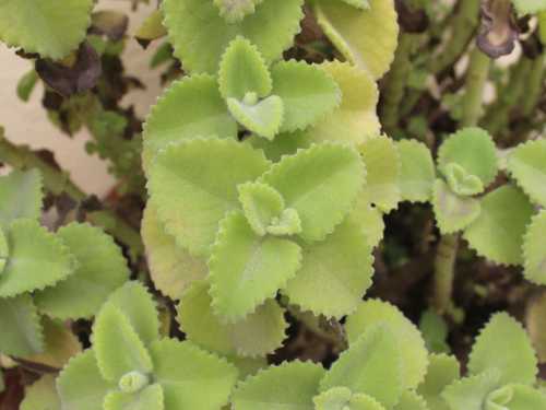 Mexican oregano extract shows potential in fighting breast cancer at the cellular level