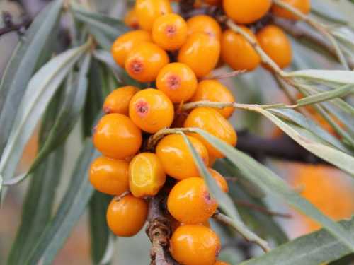 How sea buckthorn seeds can reduce the risk of blood clots