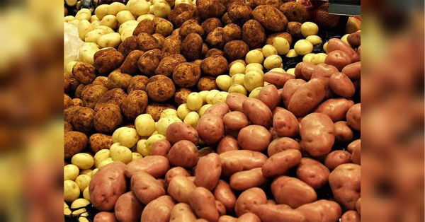 Potato prices have started to fall in Ukraine: why are prices already 58% lower than last year?