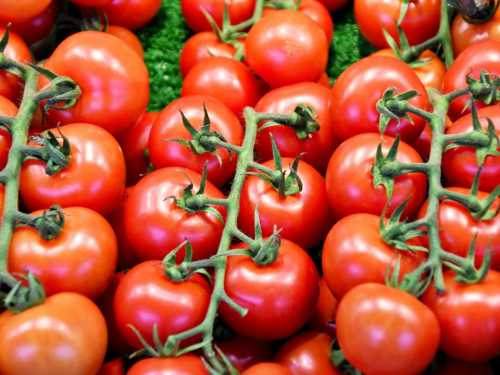 Tomatoes against allergies? New study offers interesting clue