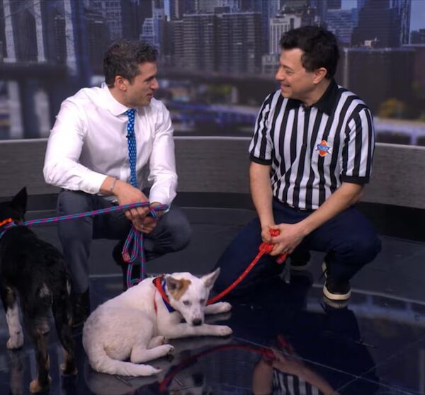 Puppy Bowl XXII: Dan Schachner Unveils New Canine Contestants