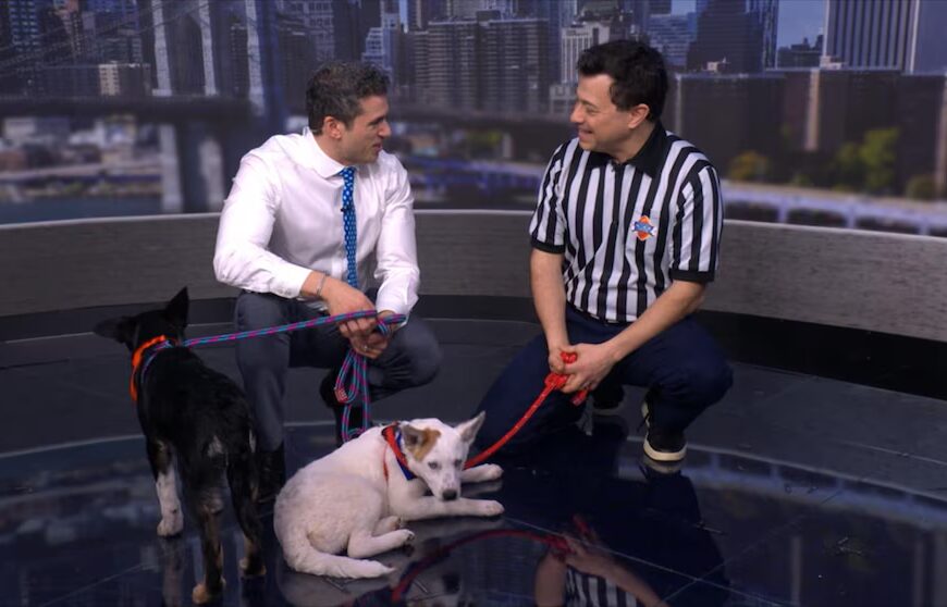 Puppy Bowl XXII: Dan Schachner Unveils New Canine Contestants