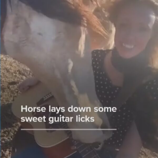 Horse shreds guitar.
