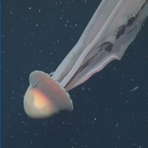 Giant Jellyfish Spotted Off Argentina’s Coast