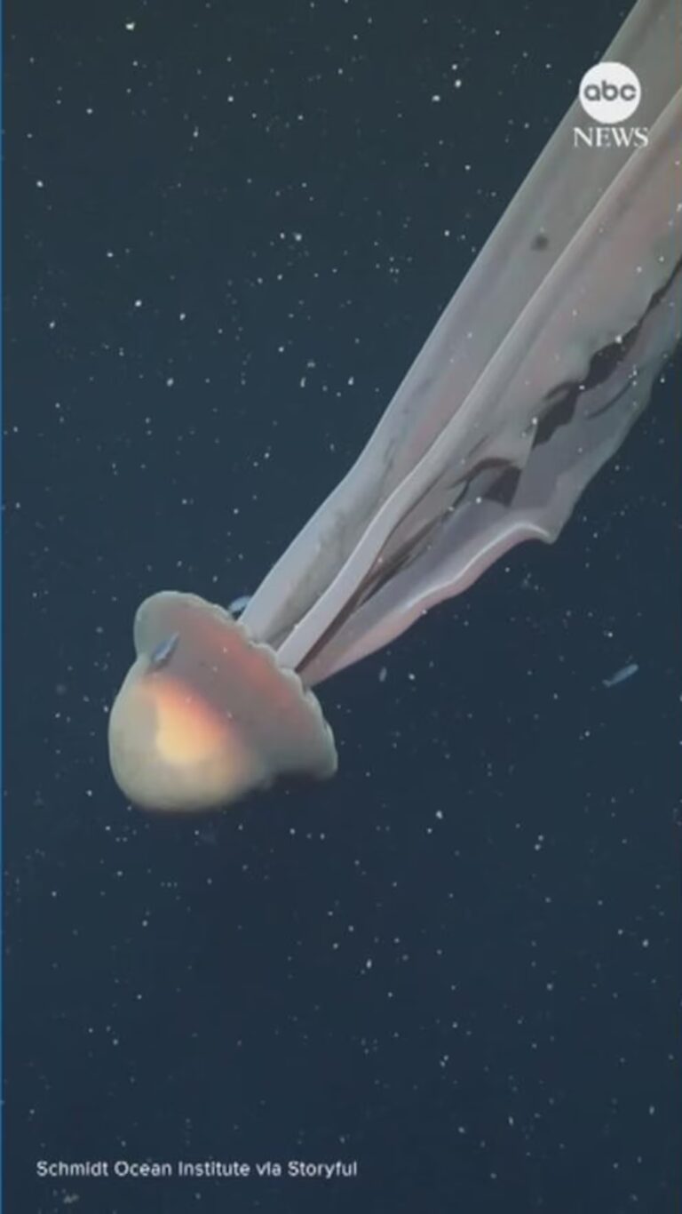 Giant Jellyfish Spotted Off Argentina's Coast 7