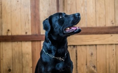 ChatGPT helped create a cancer vaccine to save an animal 1