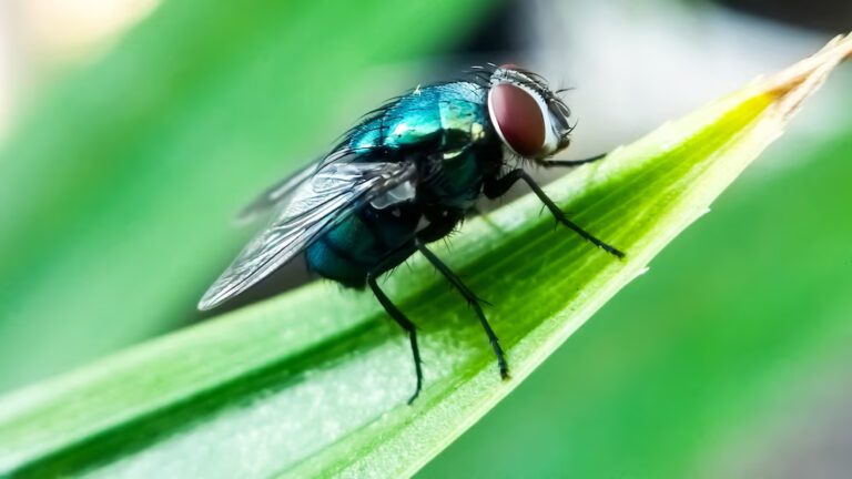 New World screwworm: Recent detections close to the US - Key facts 6