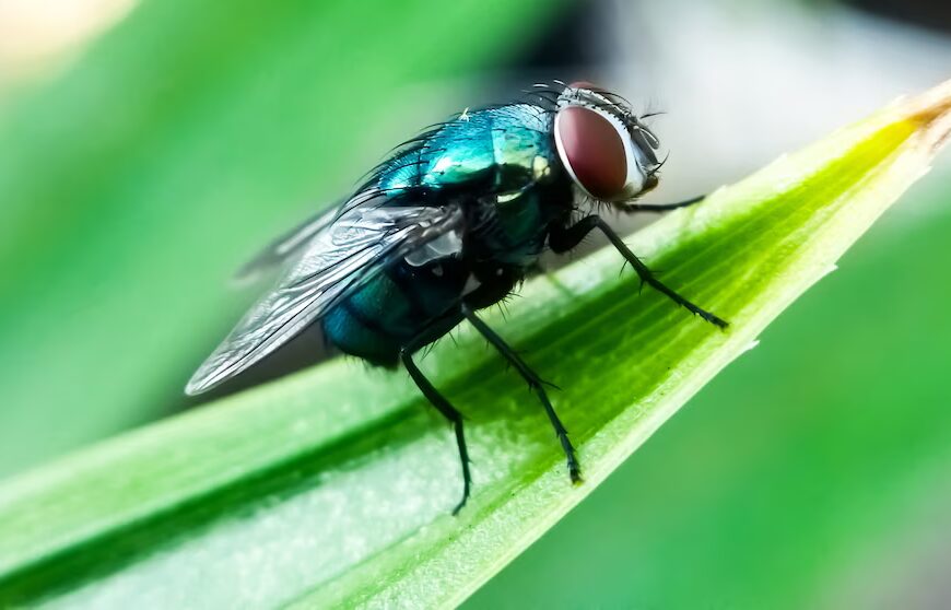 New World screwworm: Recent detections close to the US – Key facts