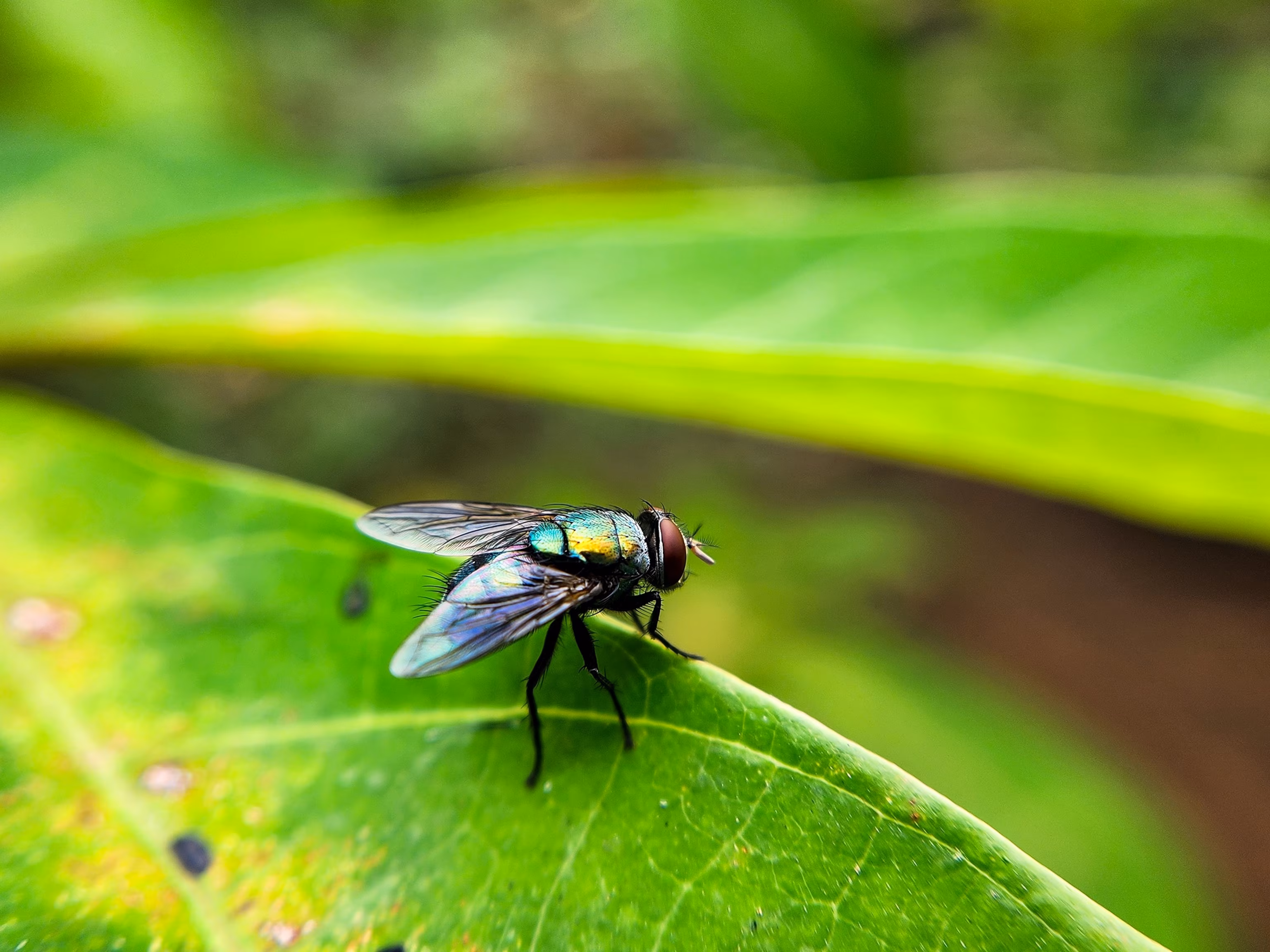 New World screwworm: Recent detections close to the US - Key facts 6