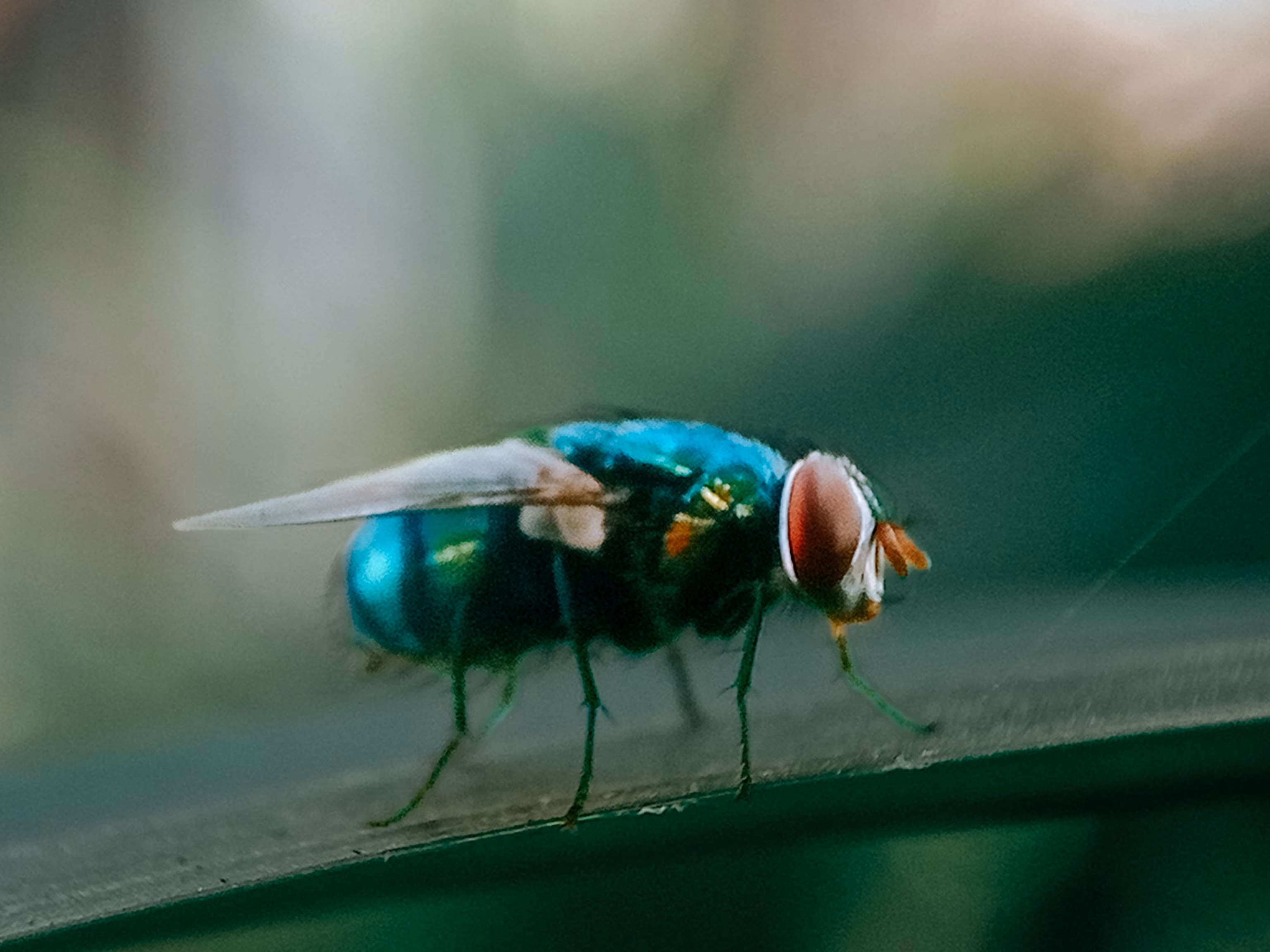 New World screwworm: Recent detections close to the US - Key facts 7