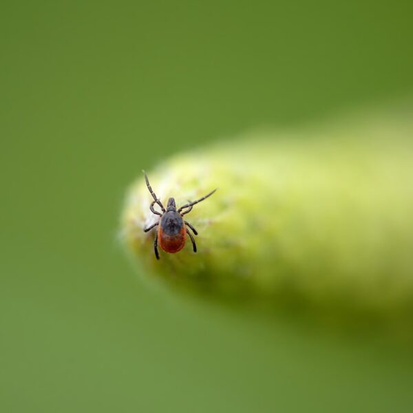 Tick Bites Spike: ER Visits at Decade Peak.&hellip;