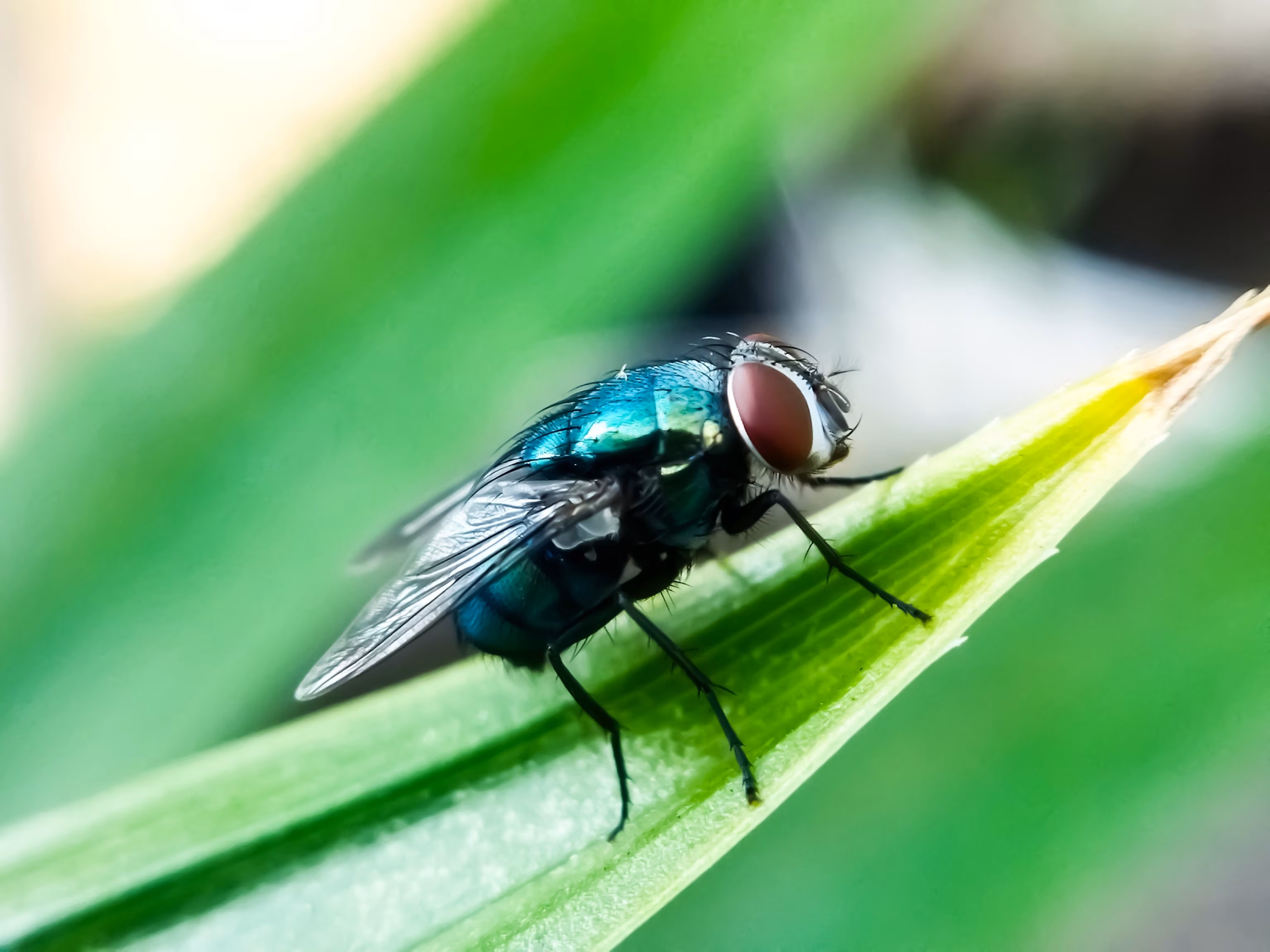 New World screwworm: Recent detections close to the US - Key facts 8