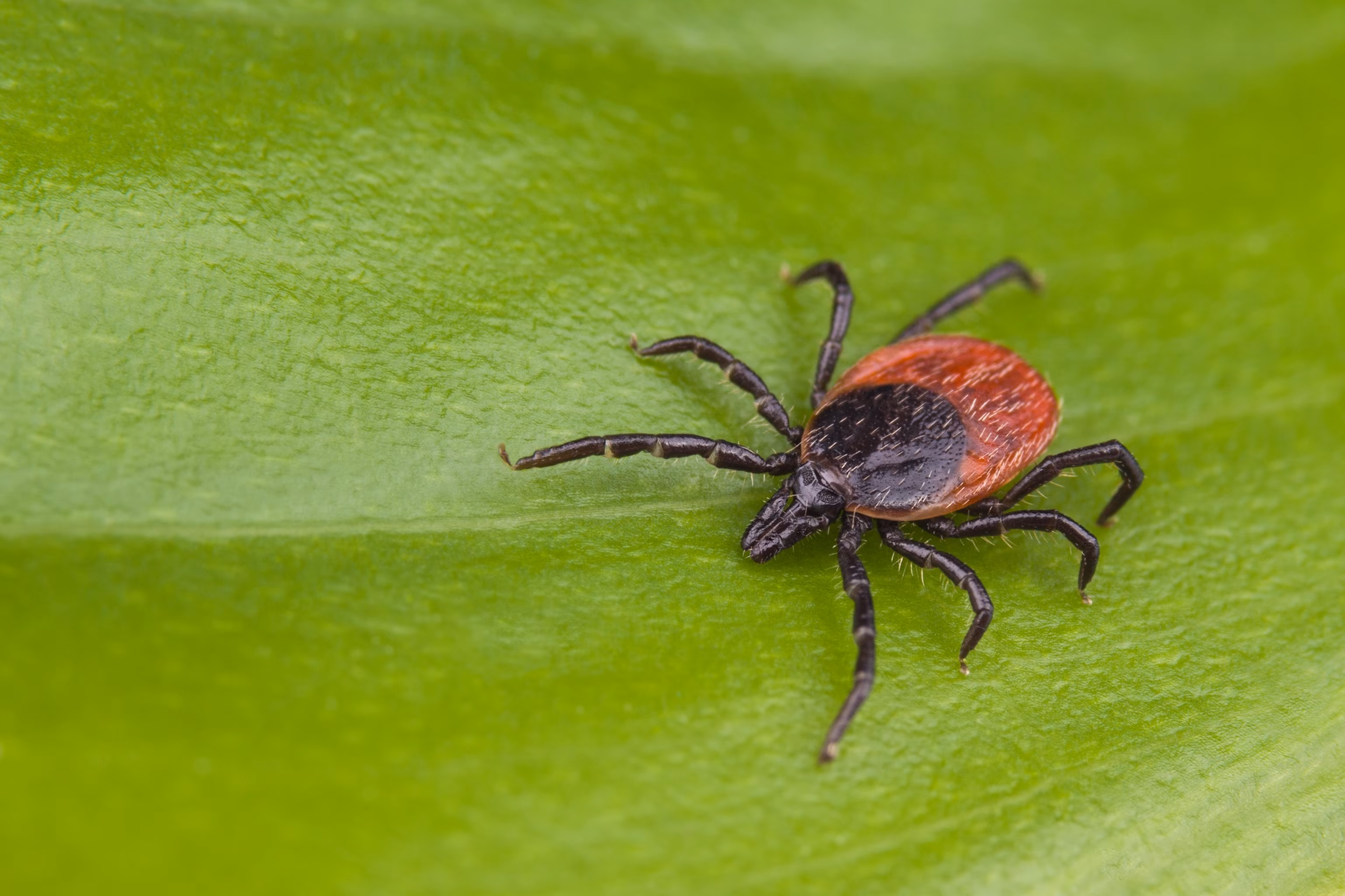 Lyme Vaccine Data from Pfizer Shows 'Promise,' Experts Note; Over 70% Effectiveness Reported. 6