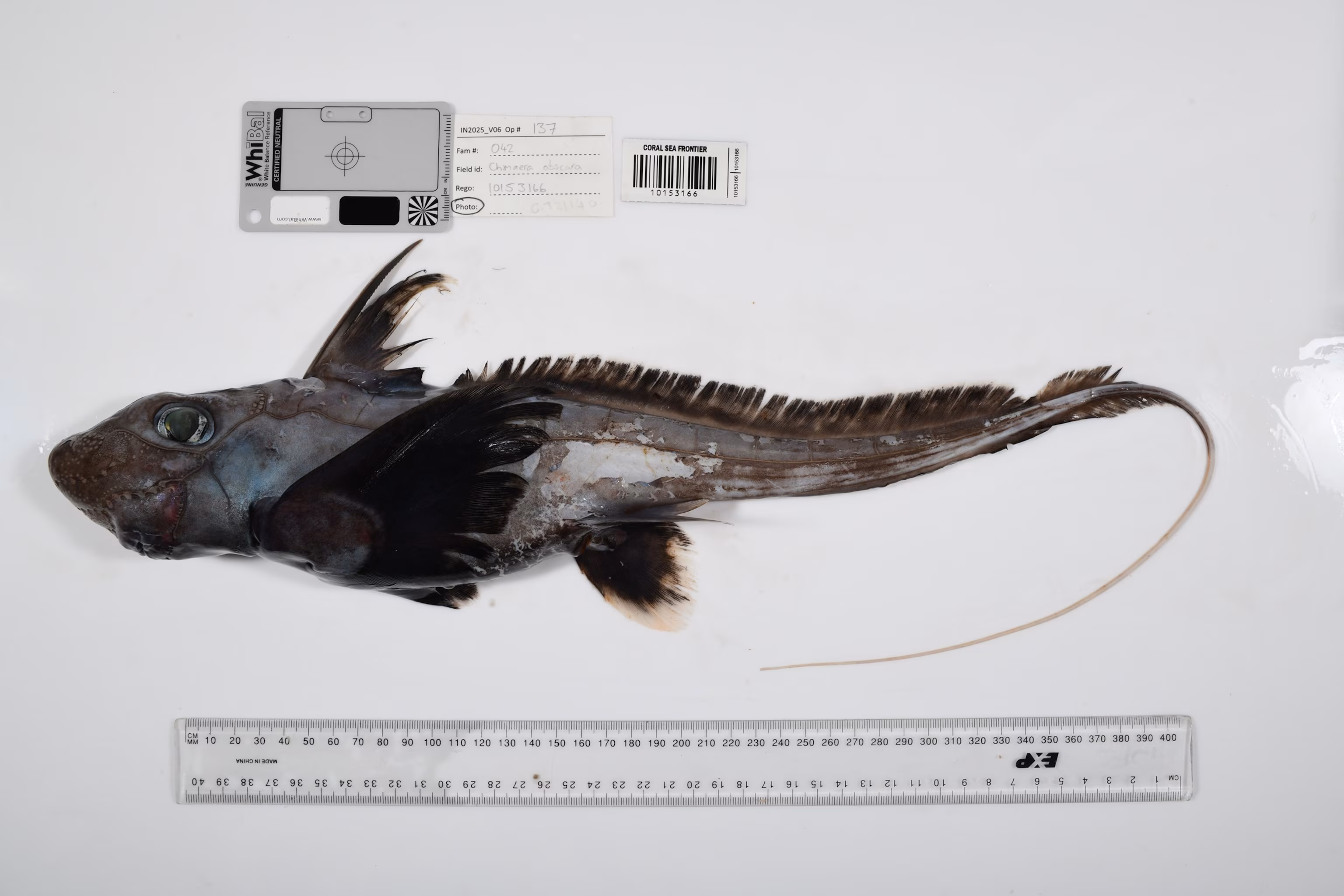 Ocean Researchers Unearth Unprecedented Species Count 7