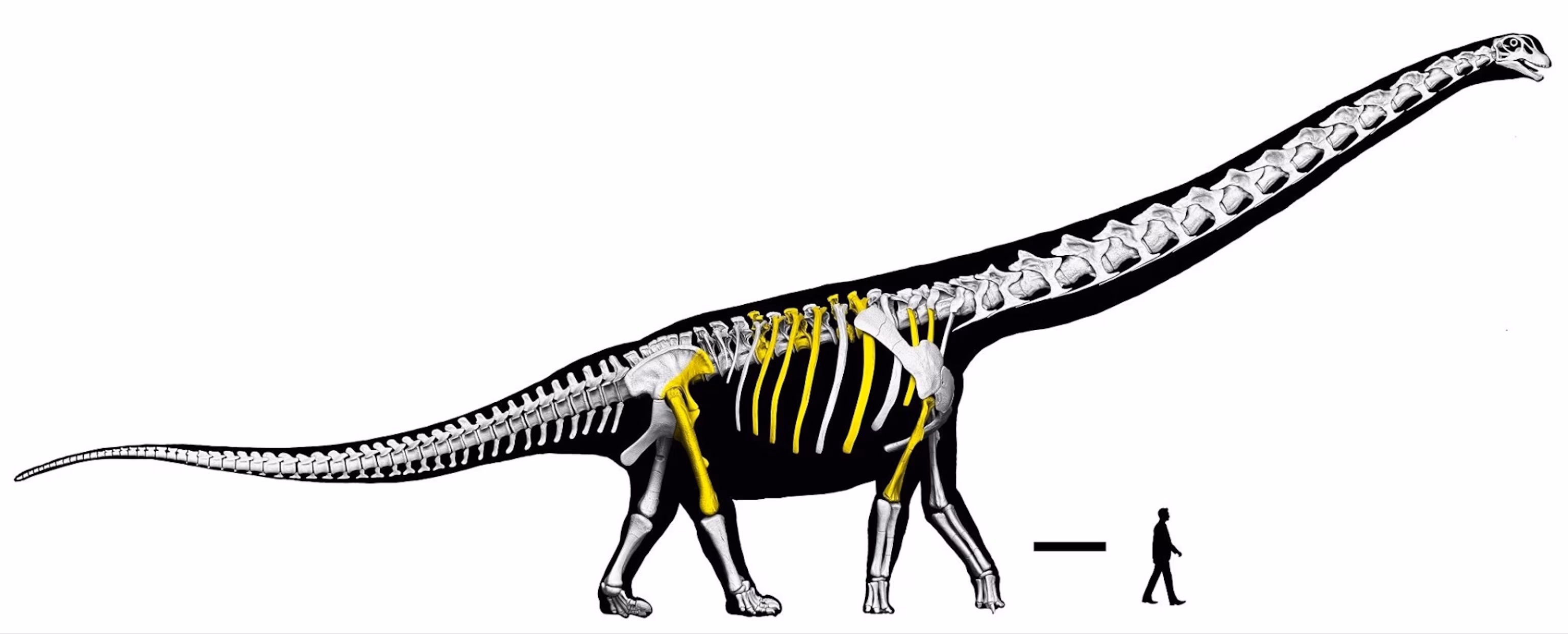 Colossal New Dinosaur Unearthed in Thailand by Scientists 5