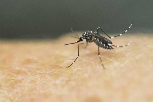 First West Nile Virus Infection in Humans Confirmed in Texas for the Year 4