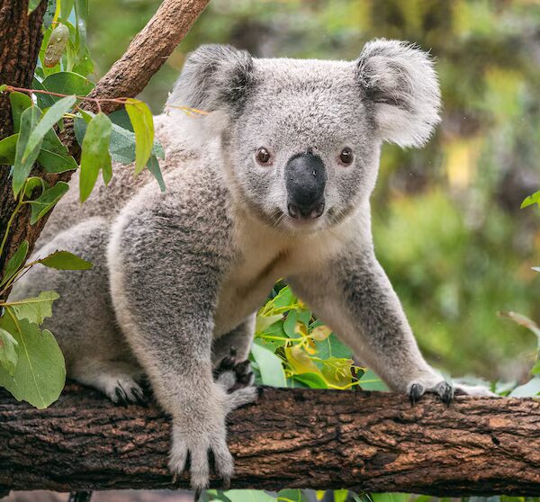 Koala Numbers Threatened by Warmer Climate, Researchers Warn