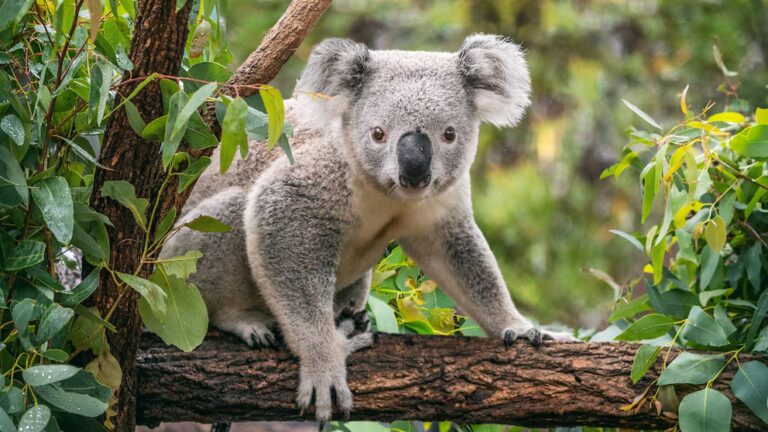 Koala Numbers Threatened by Warmer Climate, Researchers Warn 6