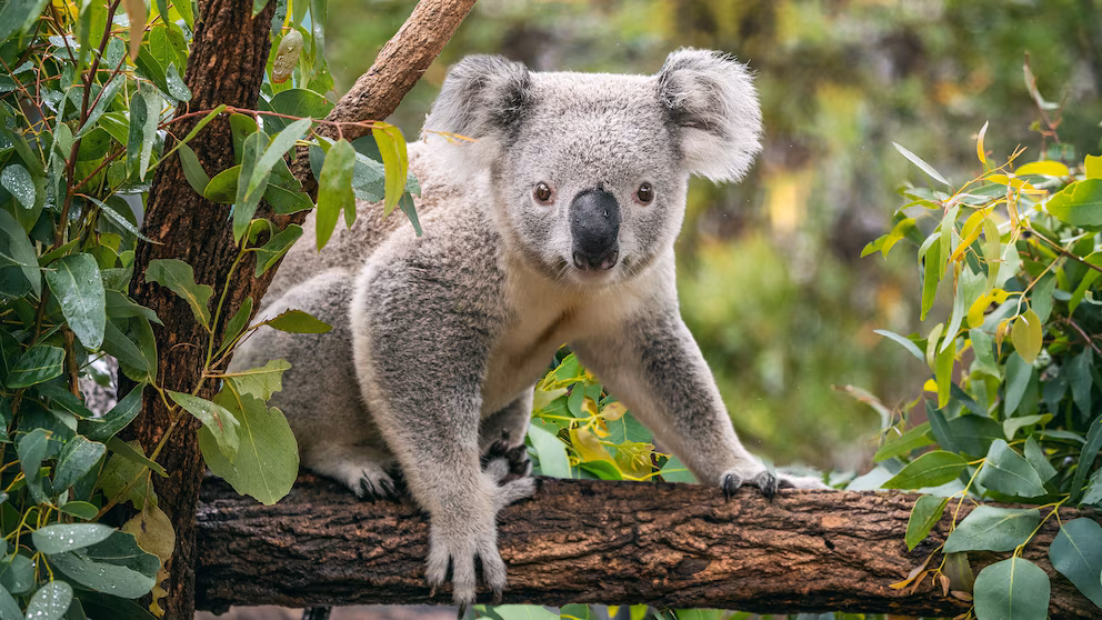 Koala Numbers Threatened by Warmer Climate, Researchers Warn 6 Koala Numbers Threatened by Warmer Climate, Researchers Warn 6