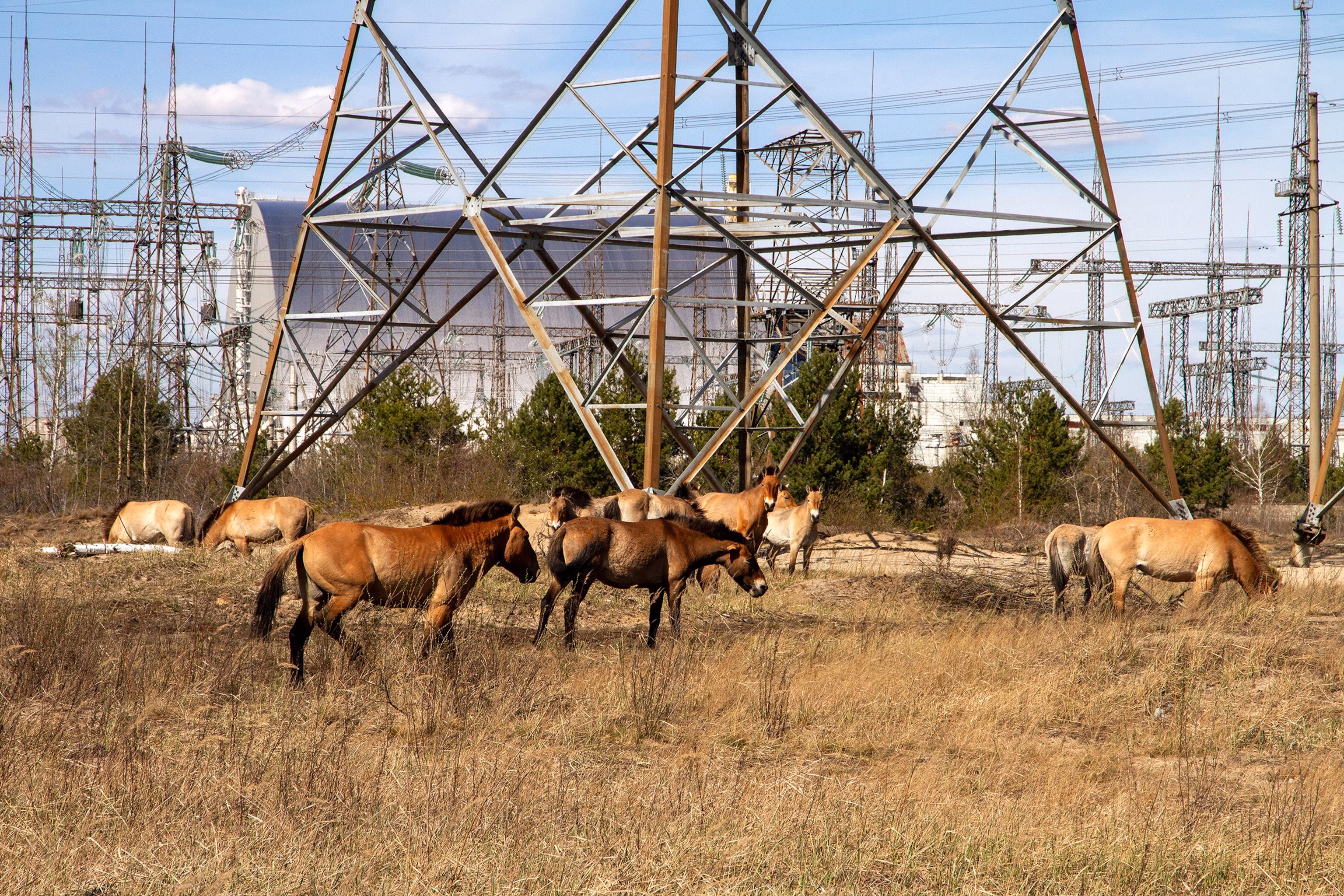 Chernobyl Area Teeming with Big Wildlife, Researchers Find 9