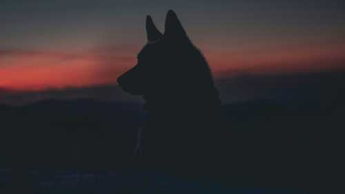 The old parable of the two wolves is&hellip;