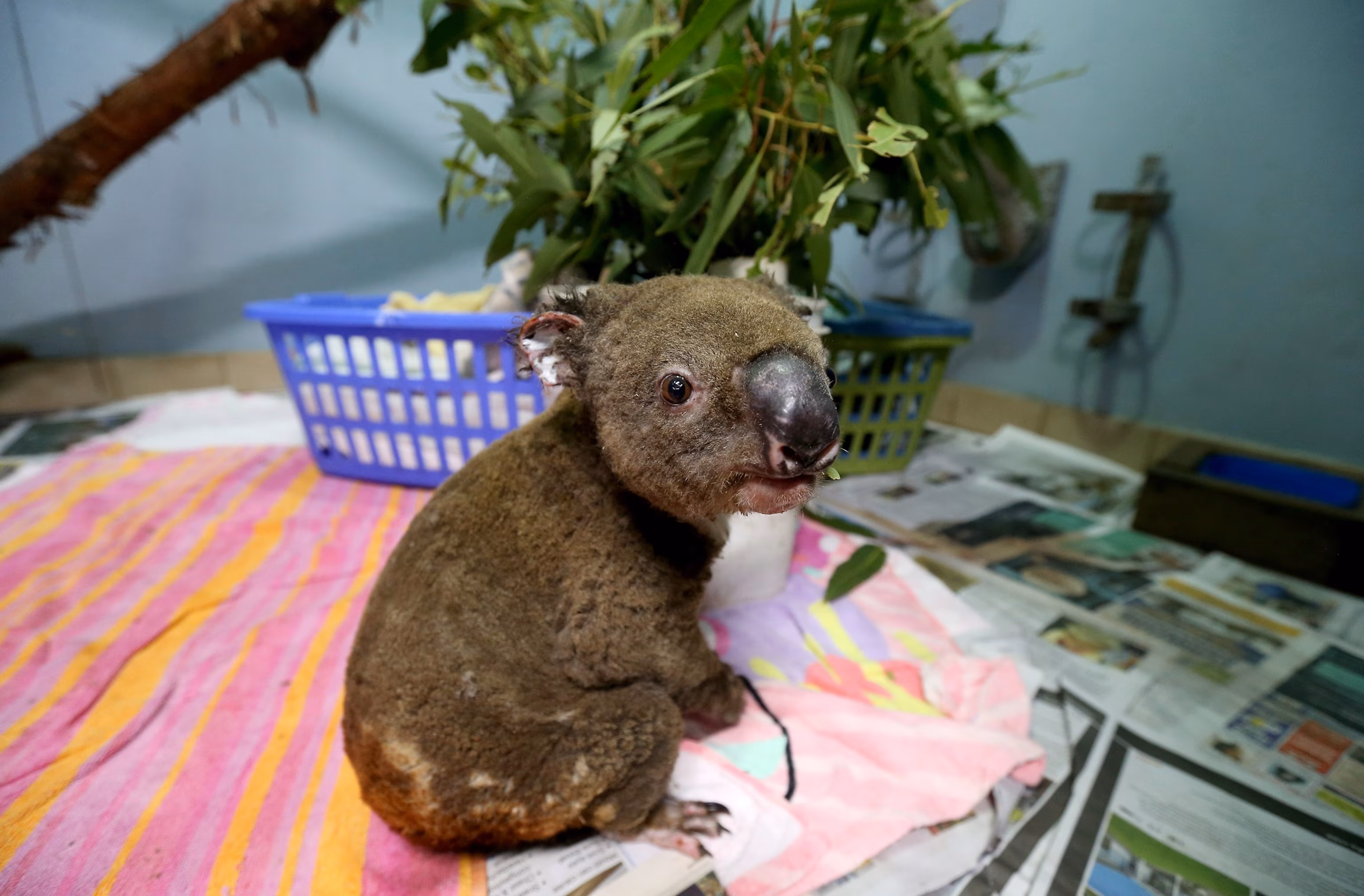 Koala Numbers Threatened by Warmer Climate, Researchers Warn 9 Koala Numbers Threatened by Warmer Climate, Researchers Warn 9