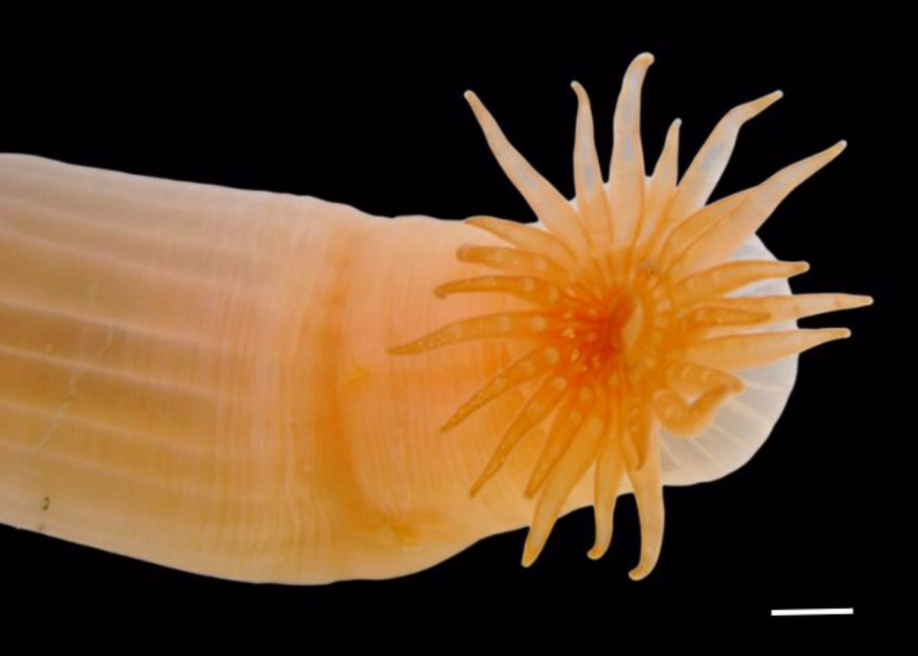 Ocean Researchers Unearth Unprecedented Species Count 6