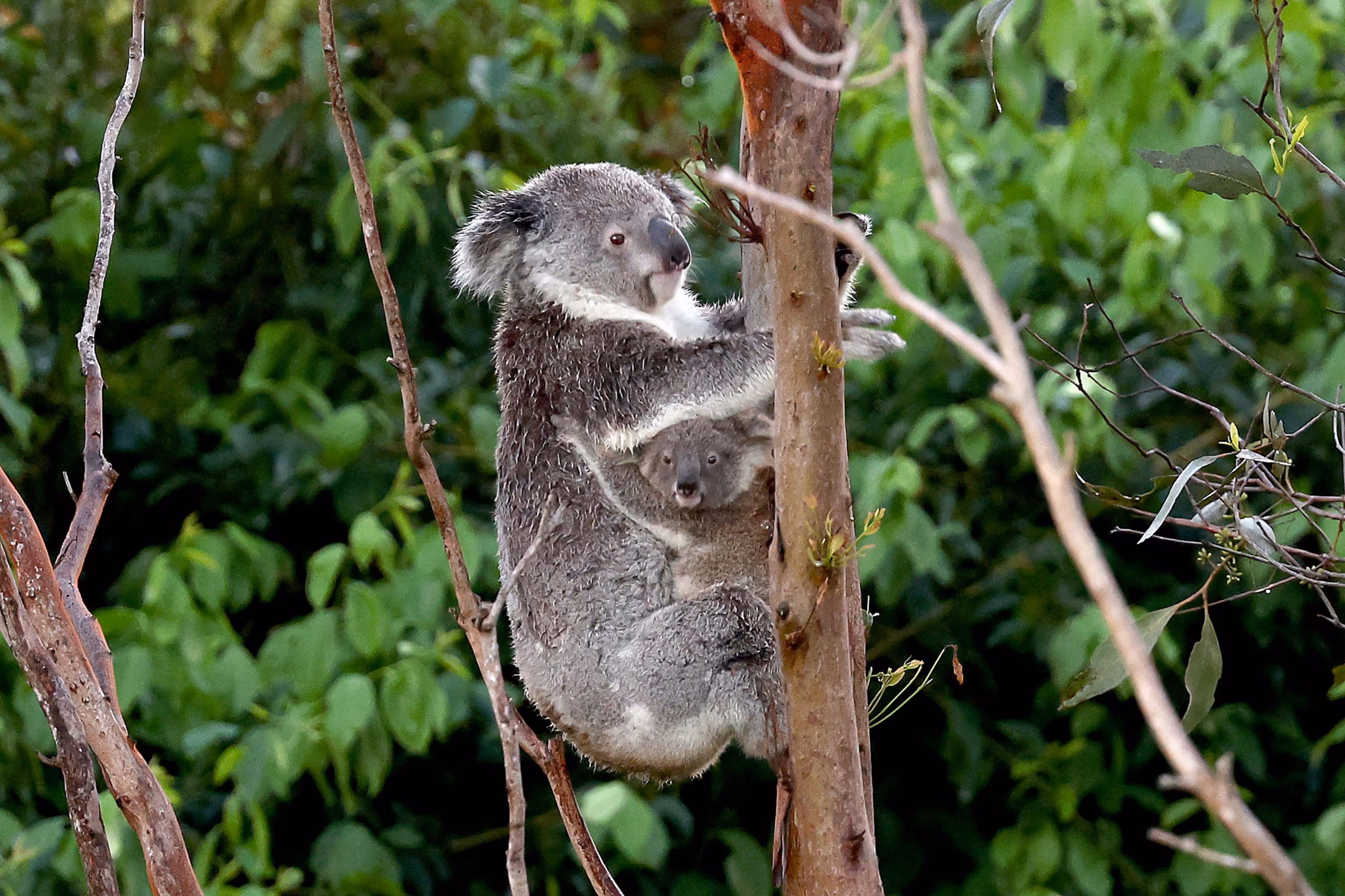 Koala Numbers Threatened by Warmer Climate, Researchers Warn 7 Koala Numbers Threatened by Warmer Climate, Researchers Warn 7