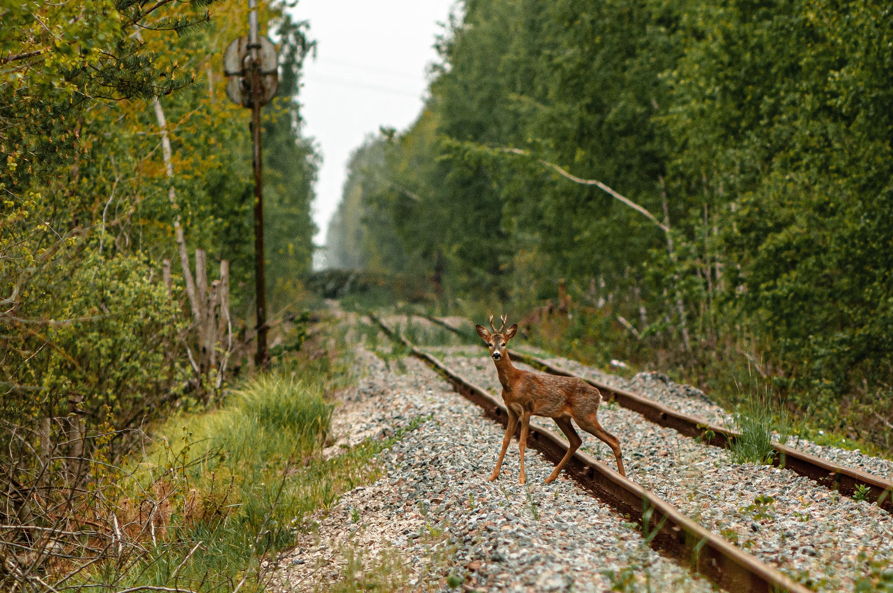 Chernobyl Area Teeming with Big Wildlife, Researchers Find 11