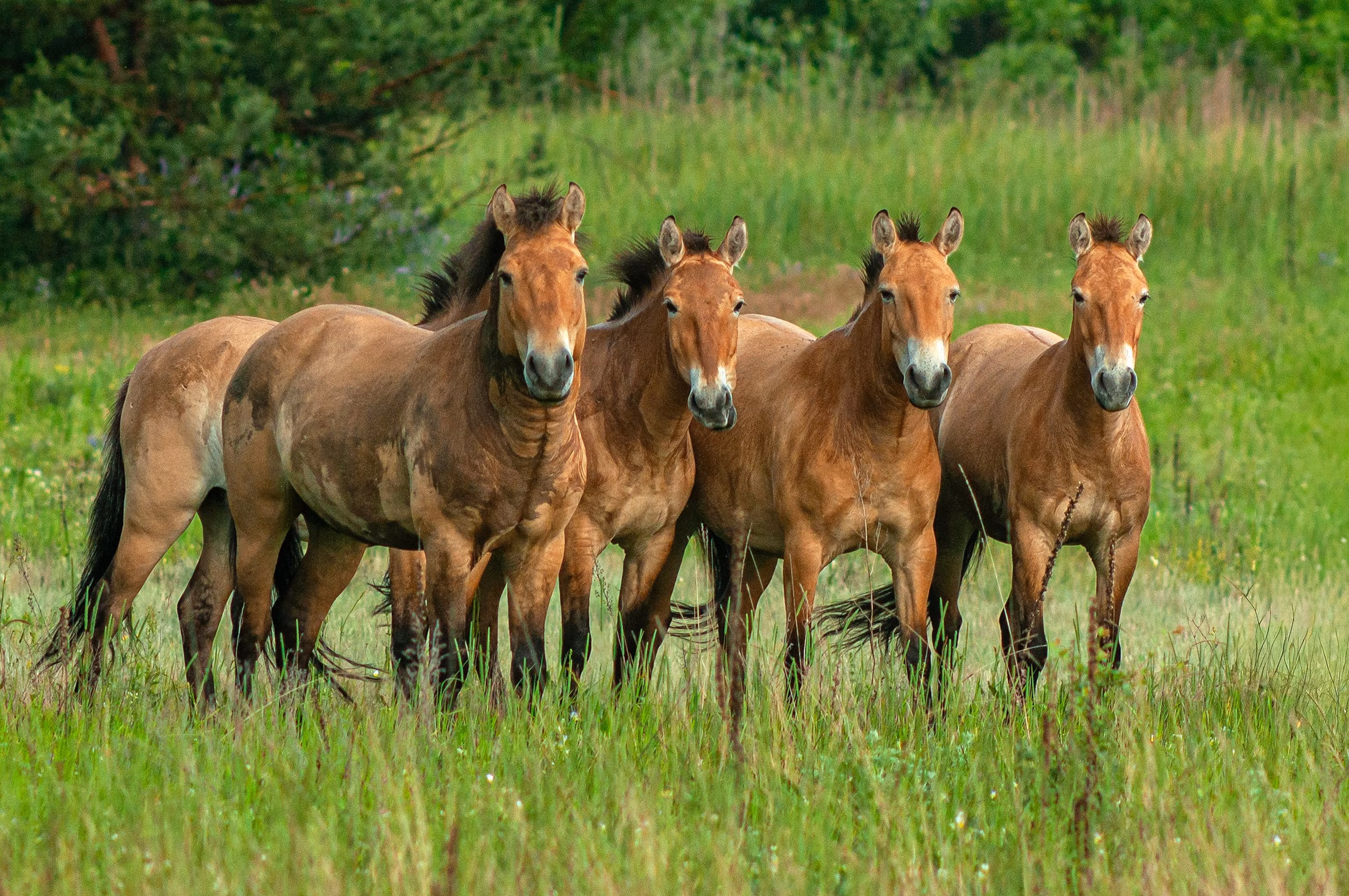 Chernobyl Area Teeming with Big Wildlife, Researchers Find 10
