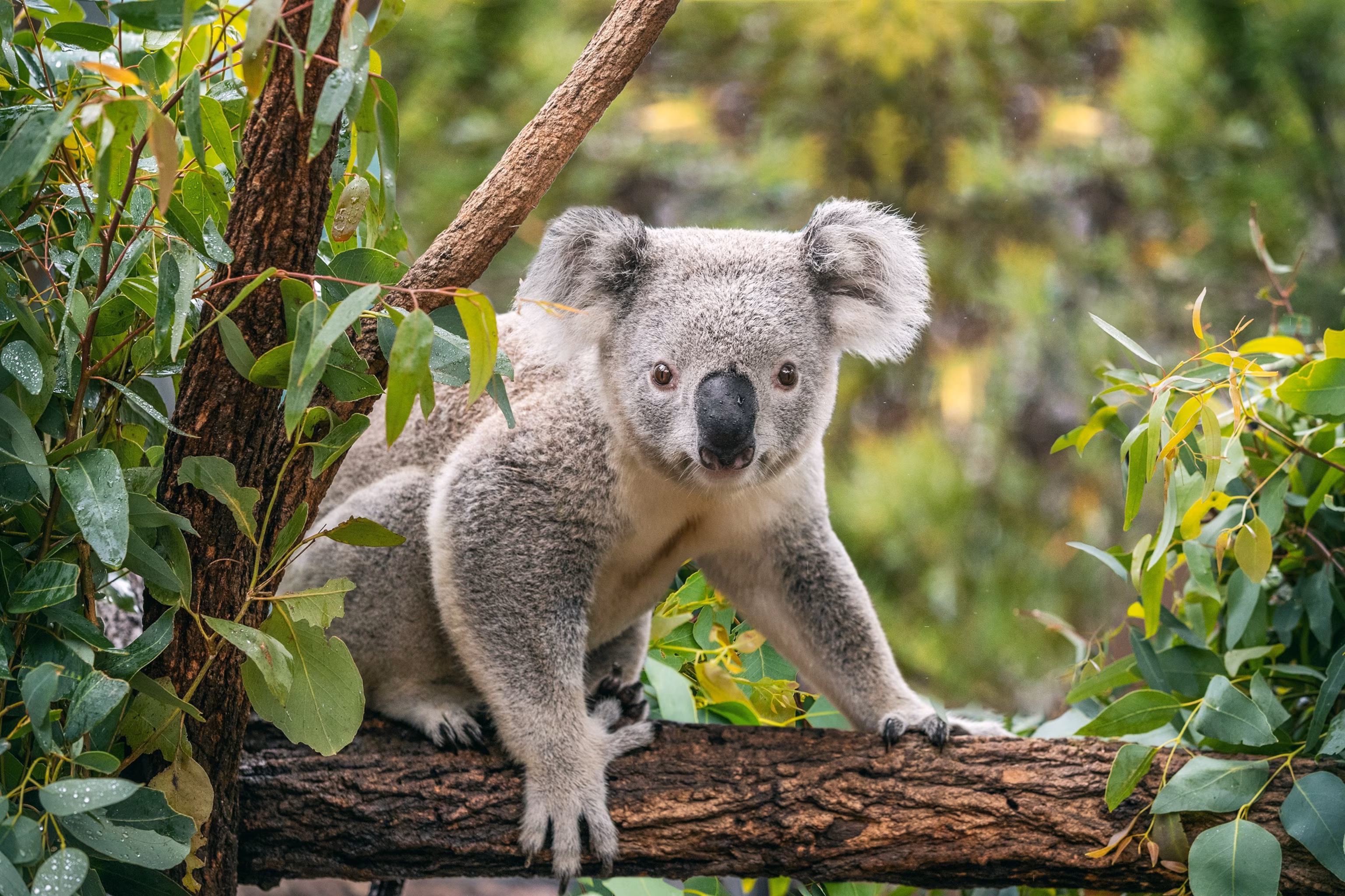 Koala Numbers Threatened by Warmer Climate, Researchers Warn 8 Koala Numbers Threatened by Warmer Climate, Researchers Warn 8
