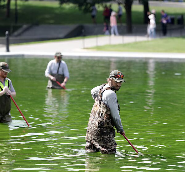 Park Service Struggles With Algae in Refurbished Reflecting Pool