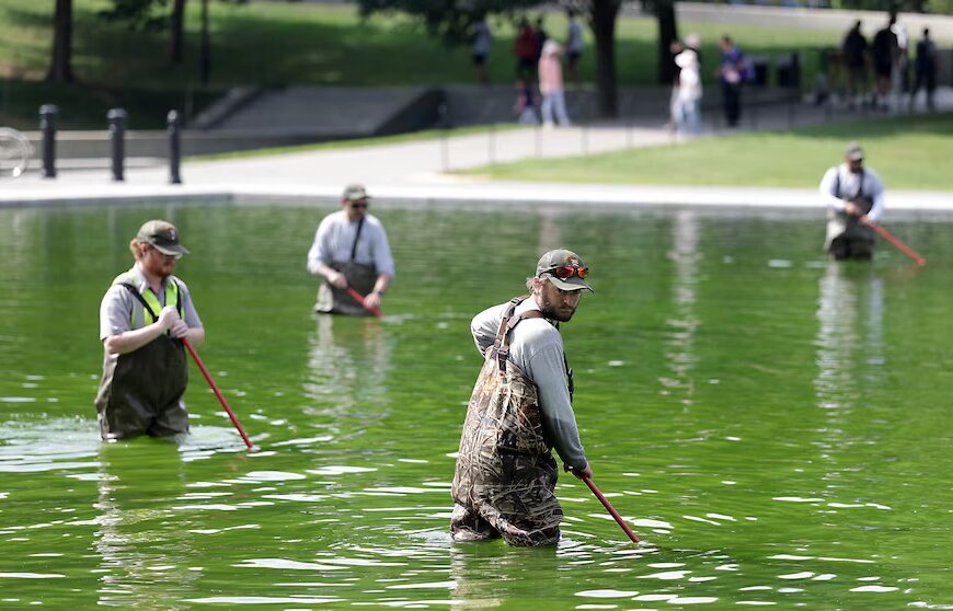 Park Service Struggles With Algae in Refurbished Reflecting Pool