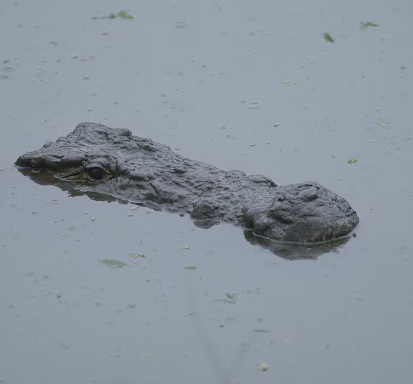 Man, 28, seized by crocodile and perished at a well-liked resort: Authorities