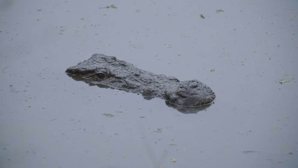 Man, 28, seized by crocodile and perished at a well-liked resort: Authorities 3