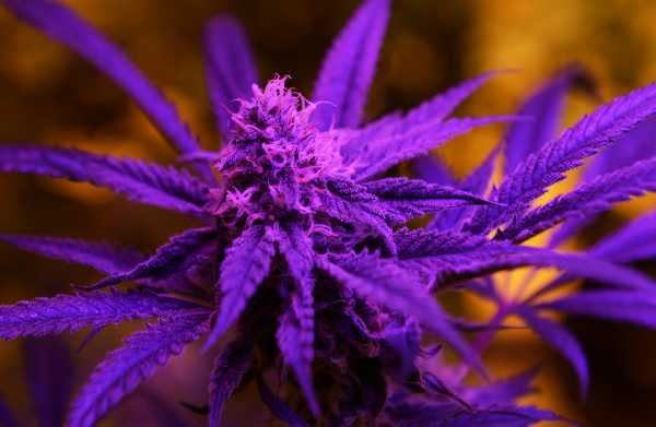 Utah votes to legalize medical marijuana with Proposition 2