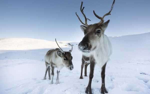 Code Red Nose: Reindeer Pack Terrorizes Village in the Land of Santa Claus