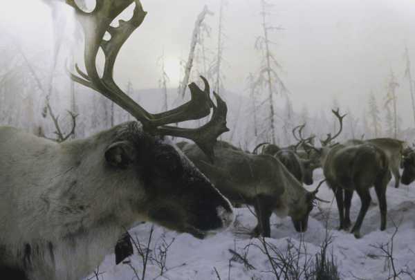 The Arctic has lost 2.6 million reindeer over the past 20 years