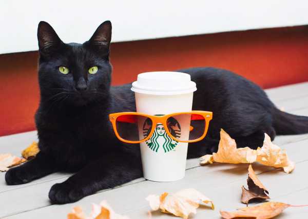 Pumpkin spice lattes — and the backlash, and the backlash to the backlash — explained