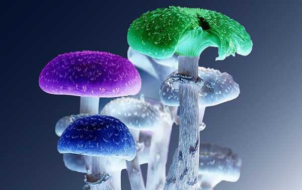 US State of Oregon Seeks to Legalise Magic Mushrooms to Cut Crime Rate