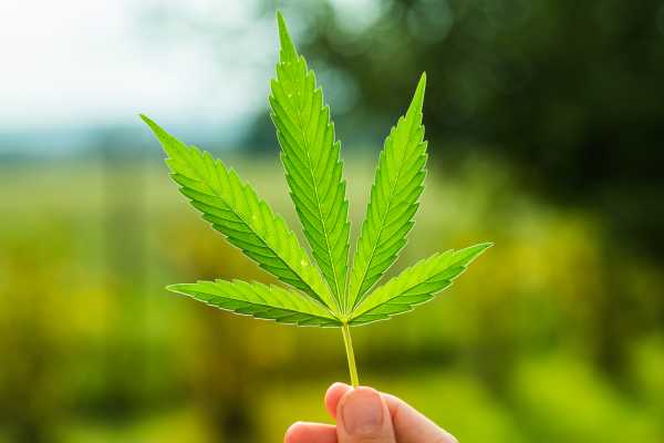 Michigan votes to legalize marijuana with Proposal 1