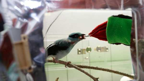 Zookeepers use puppet to raise endangered magpie